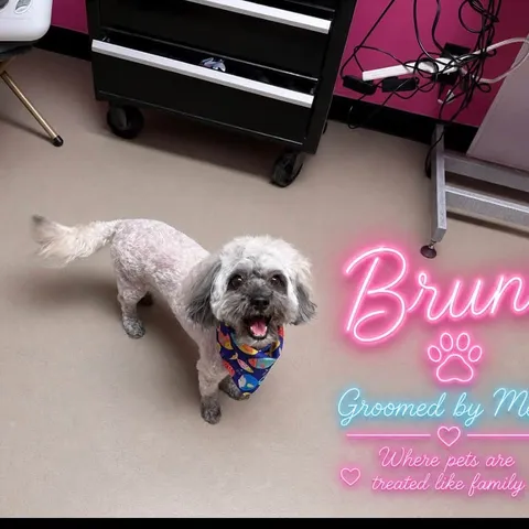 Bruno after his groom