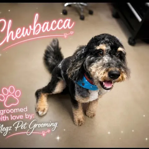 Chewbacca after his groom
